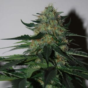 Pineapplegum