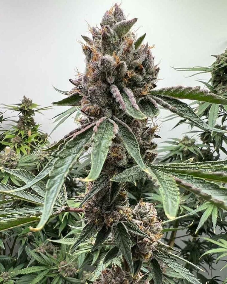 Pink Animal Crackers S1 cannabis seeds – Feminized – Indoor-friendly – Gassy – image 1 from Seed City