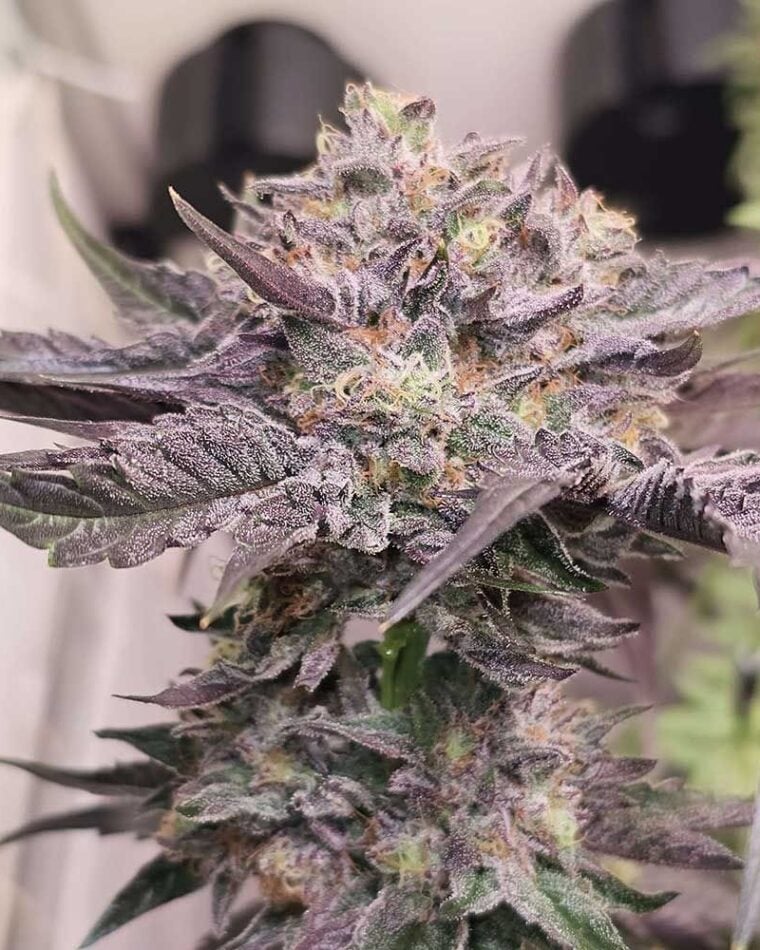 Pink Bacio from Karma Genetics