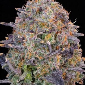 Image 1 of Pink Chai cannabis by Grounded Genetics – 12/12 Photoperiod – Good for outdoor grow – Cheese – Seed City