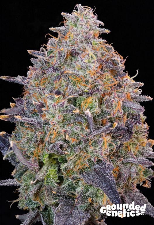 Image 1 of Pink Chai cannabis by Grounded Genetics – 12/12 Photoperiod – Good for outdoor grow – Cheese – Seed City