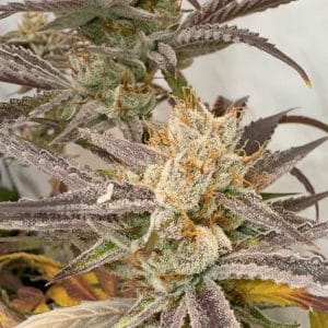 Pink Crumble from Karma Genetics