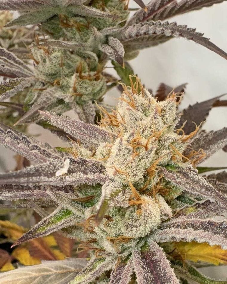 Pink Crumble from Karma Genetics
