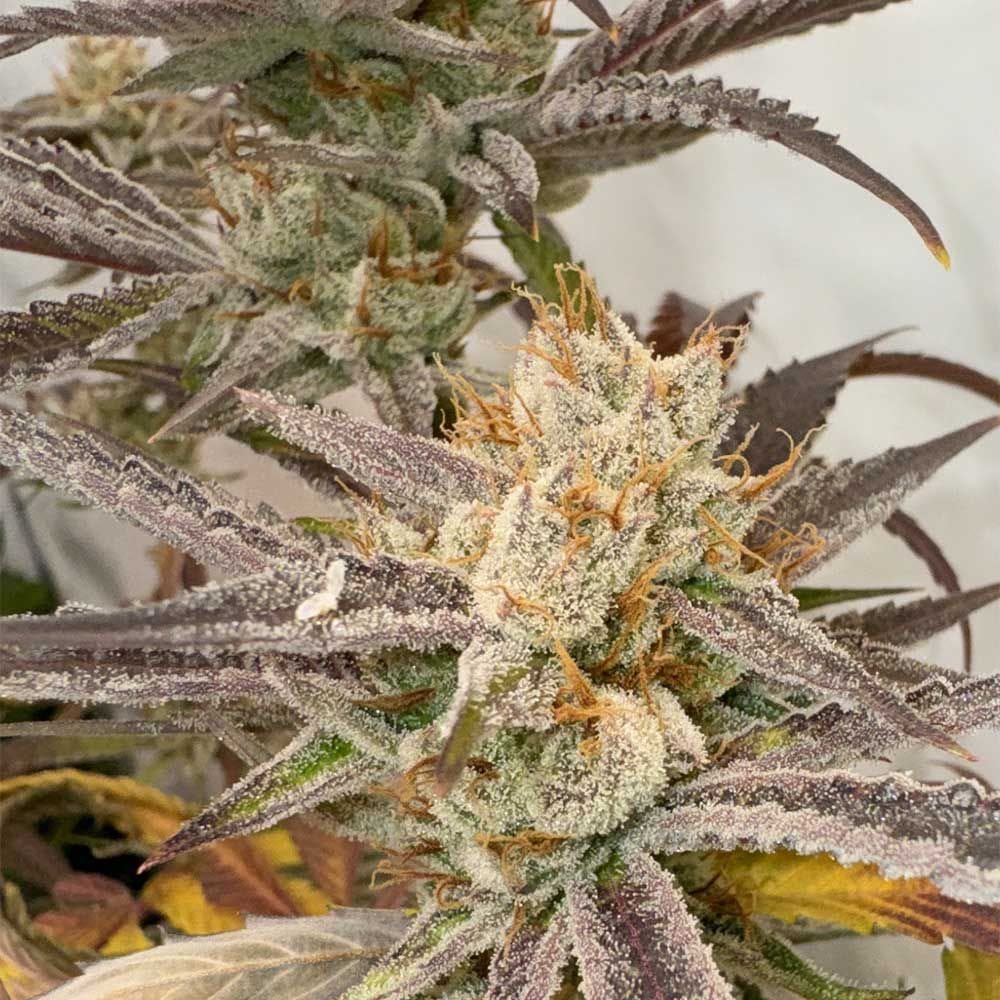Pink Crumble from Karma Genetics