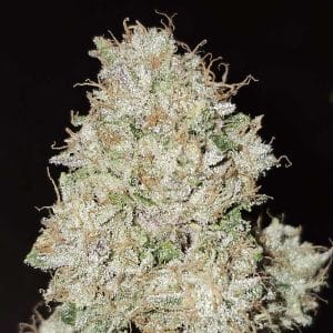 Pink Fritter