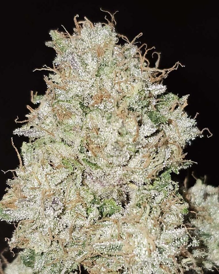 Image 1 of Pink Fritter cannabis by Karma Genetics – Guaranteed female plants – 12/12 Photoperiod – Outdoor – Seed City