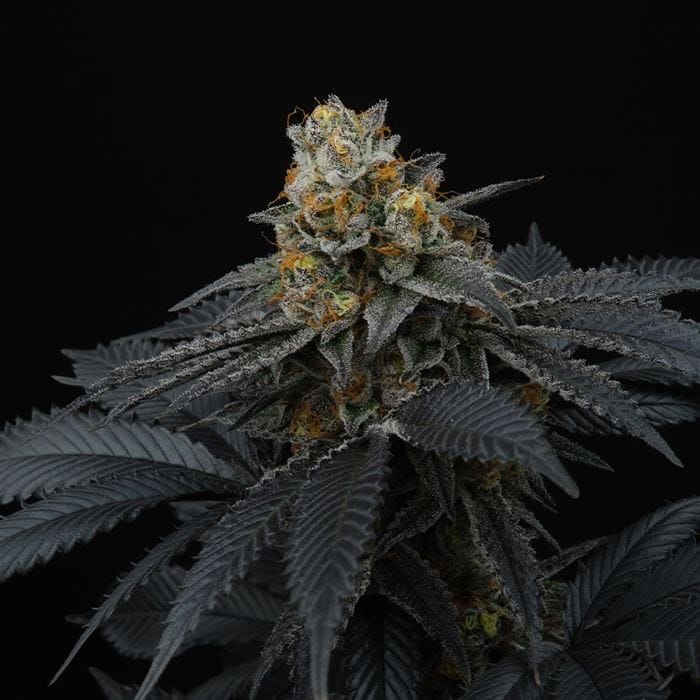 Pink Gasoline by Perfect Tree Seeds – Outdoor – 12/12 Photoperiod – Female seeds – image 1 – Seed City