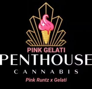 Pink Gelati