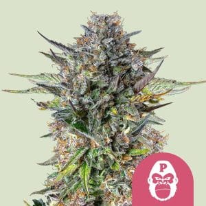 Pink Gorilla by Royal Queen Seeds – Outdoor – Indica-heavy – 12/12 Photoperiod – image 1 – Seed City