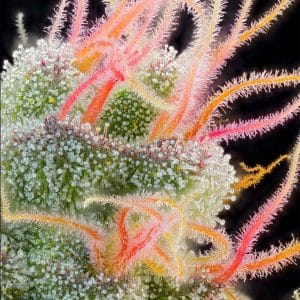 Pink Honey by Grounded Genetics – Female seeds – 12/12 Photoperiod – Fruity – image 1 – Seed City
