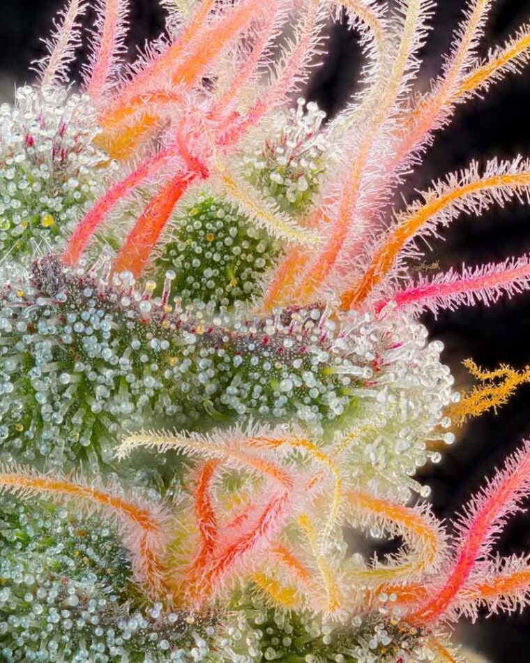 Pink Honey by Grounded Genetics – Female seeds – 12/12 Photoperiod – Fruity – image 1 – Seed City