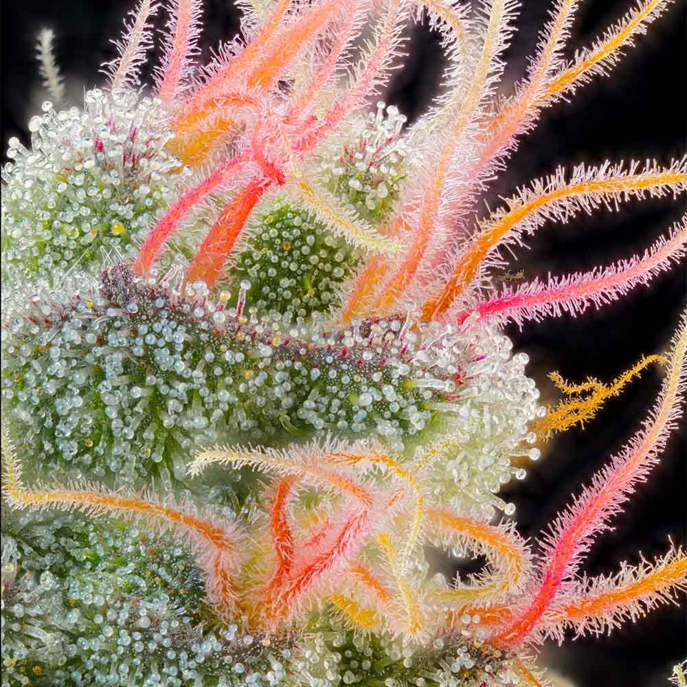 Pink Honey - Cannabis Seeds by Grounded Genetics - Seed City