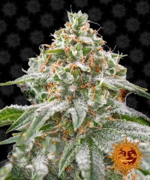 Pink Kush