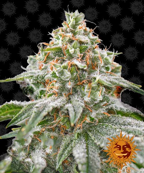 Pink Kush from Barneys Farm Seeds