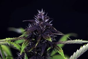 Pink Kush CBD 30:1 Auto