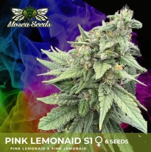 Pink Lemon Aid S1