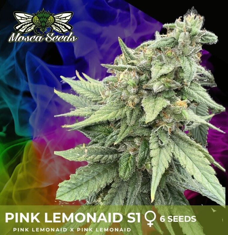 Pink Lemon Aid S1 from Mosca Seeds