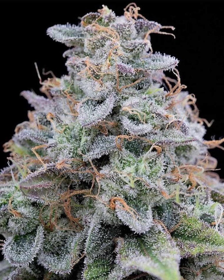 Pink Limez cannabis – image 1 – Seed City