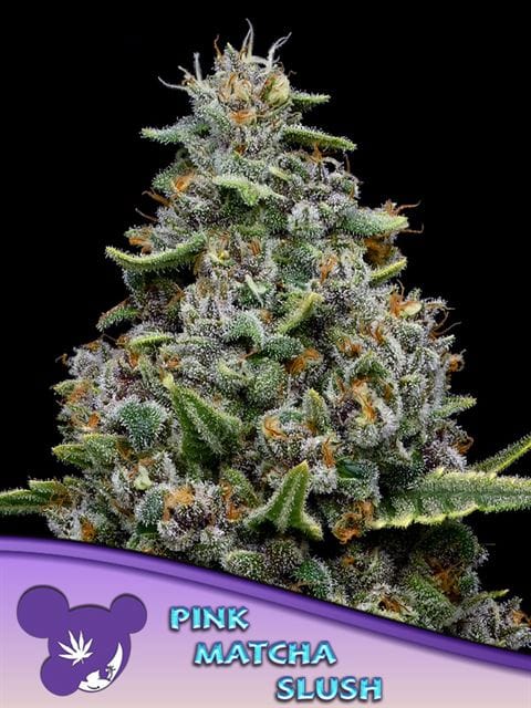 Pink Matcha Slush by Anesia Seeds – Indica Dominant – Fruity – Outdoor cultivation – image 1 – Seed City