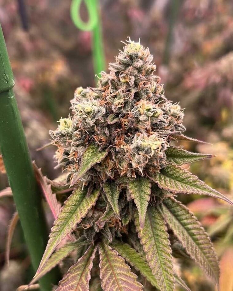 Pink Mochi Runtz by Little Chief Collabs – Guaranteed female plants – Gassy – 12/12 Photoperiod – image 1 – Seed City