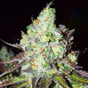 Pink Paletas cannabis seeds – 50% Indica/50% Sativa – Suited for indoor growing – Feminized – image 1 from Seed City