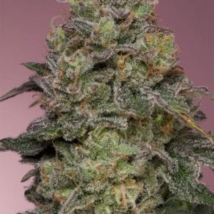 Pink Parmesan by Grounded Genetics – Feminized – Fruity – 12/12 Photoperiod – image 1 – Seed City