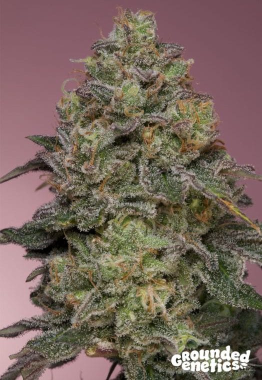 Pink Parmesan by Grounded Genetics – Feminized – Fruity – 12/12 Photoperiod – image 1 – Seed City