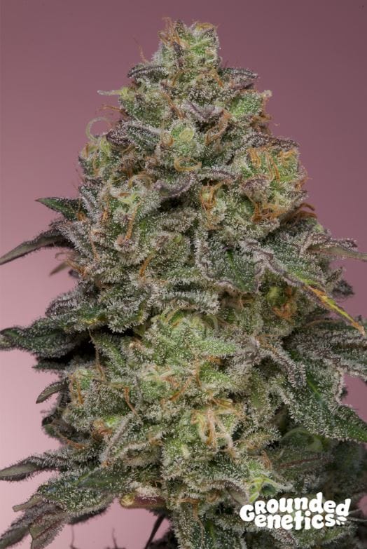Pink Parmesan by Grounded Genetics – Feminized – Fruity – 12/12 Photoperiod – image 1 – Seed City