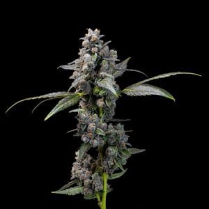 12/12 Photoperiod – Outdoor – Feminized – Pink Passion Fruit strain – image 1 – from Cookies Seed Bank via Seed City