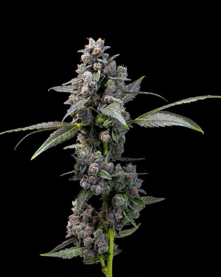 12/12 Photoperiod – Outdoor – Feminized – Pink Passion Fruit strain – image 1 – from Cookies Seed Bank via Seed City