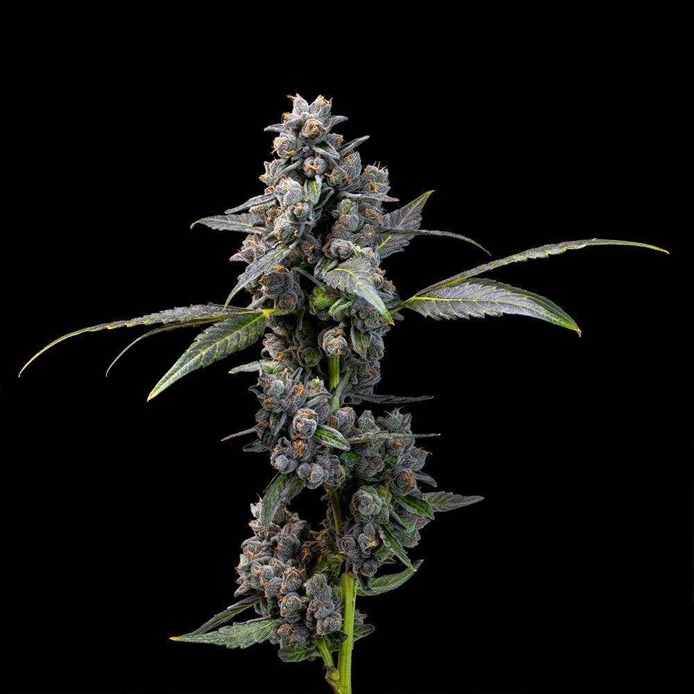 12/12 Photoperiod – Outdoor – Feminized – Pink Passion Fruit strain – image 1 – from Cookies Seed Bank via Seed City