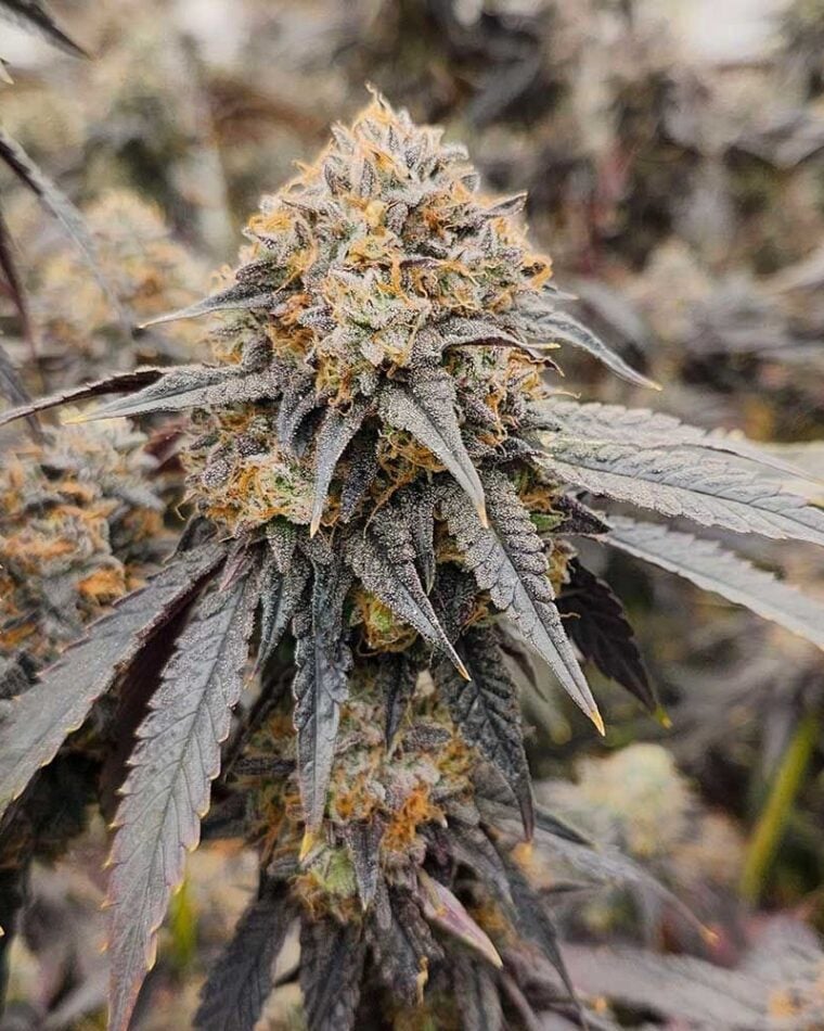 Pink Payton by Karma Genetics – Dairy – 50% Indica/50% Sativa – Suited for indoor growing – image 1 – Seed City