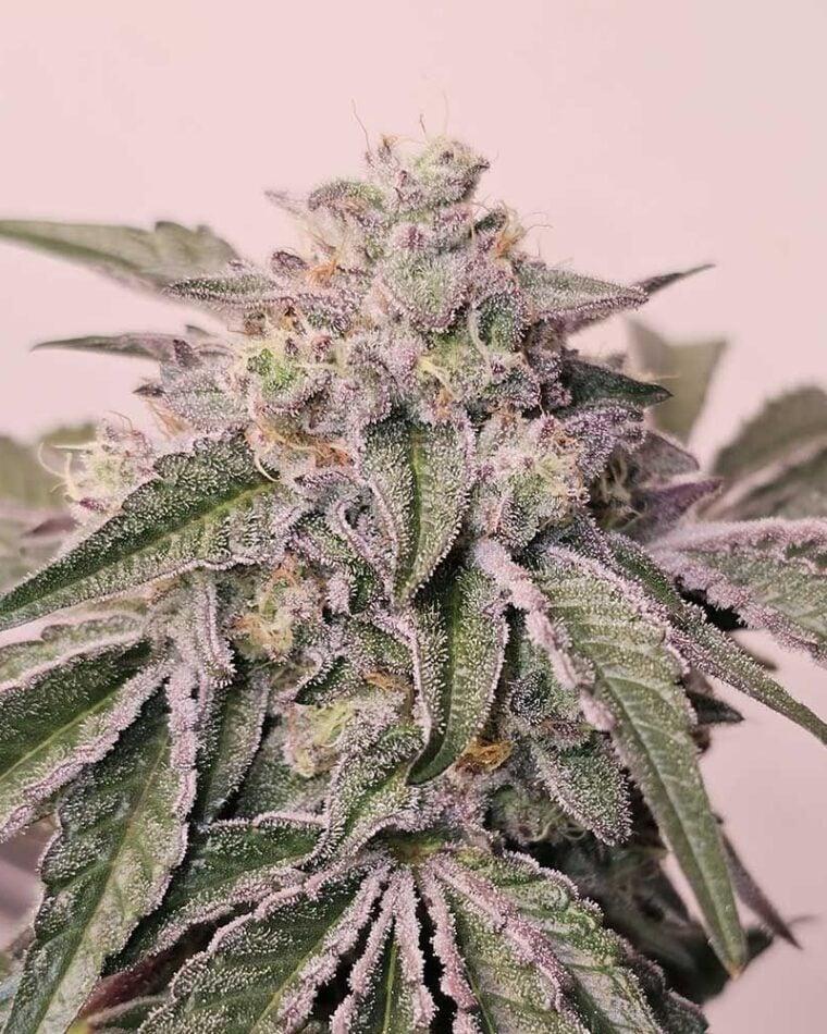 Pink Pie by Karma Genetics – Female seeds – 12/12 Photoperiod – Sweet – image 1 – Seed City