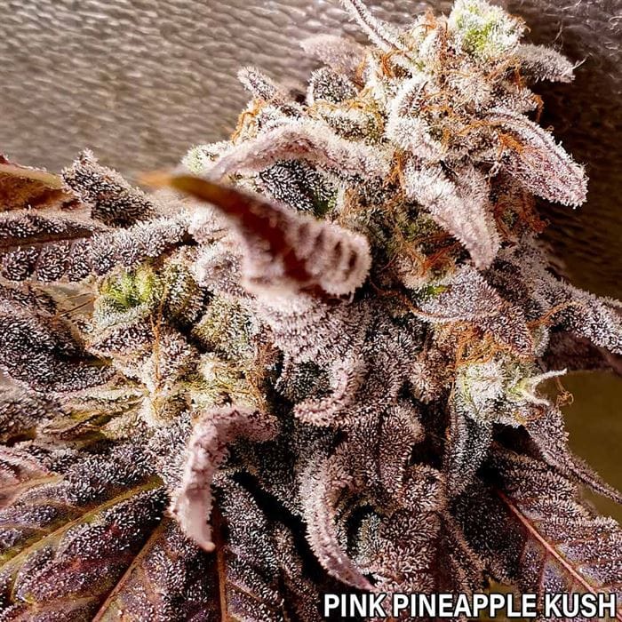 Pink Pineapple Kush cannabis seeds – Guaranteed female plants – 12/12 Photoperiod – Outdoor – image 1 from Seed City