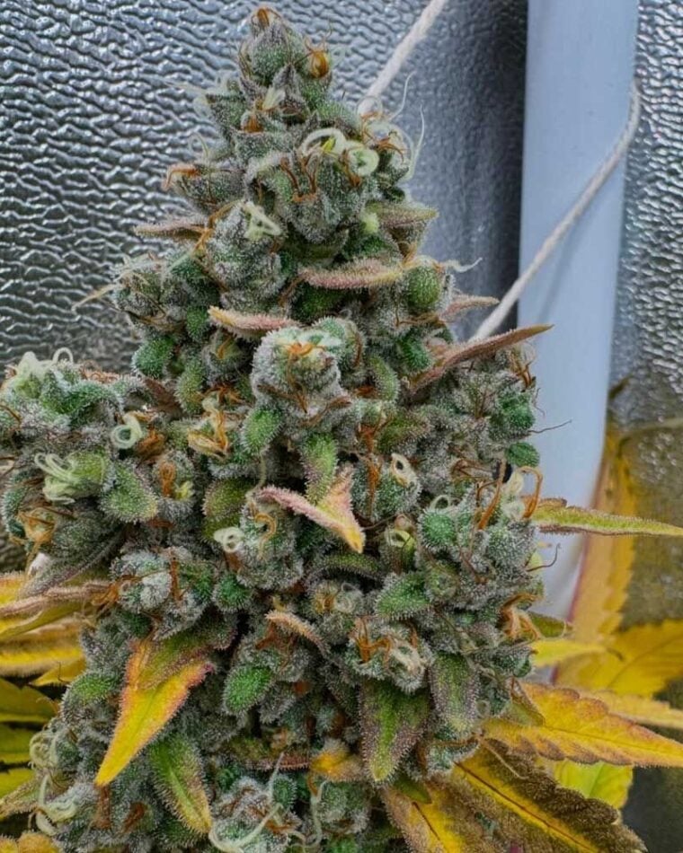 Pink Quavers cannabis seeds – Good for outdoor grow – 12/12 Photoperiod – Dairy – image 1 from Seed City