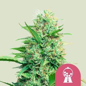 Pink Runtz from Royal Queen Seeds
