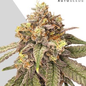 Image 1 of Pink Runtz Auto cannabis by Auto Seeds – Indica Dominant – Relaxing – Good for outdoor grow – Seed City