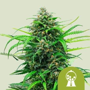 Pink Runtz Auto cannabis seeds – Earthy – Auto-Flowering – Short (up to 80cm) – image 1 from Seed City