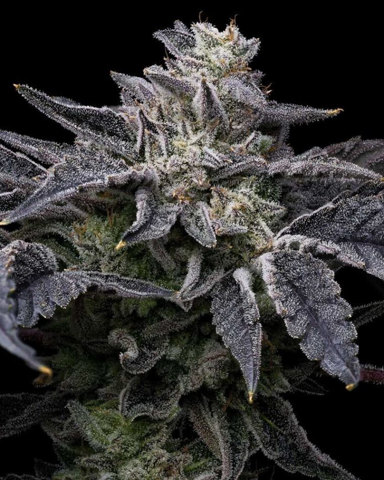Pink Runtz x Hollywood by Cookies Seed Bank – Gassy – 12/12 Photoperiod – Feminized – image 1 – Seed City