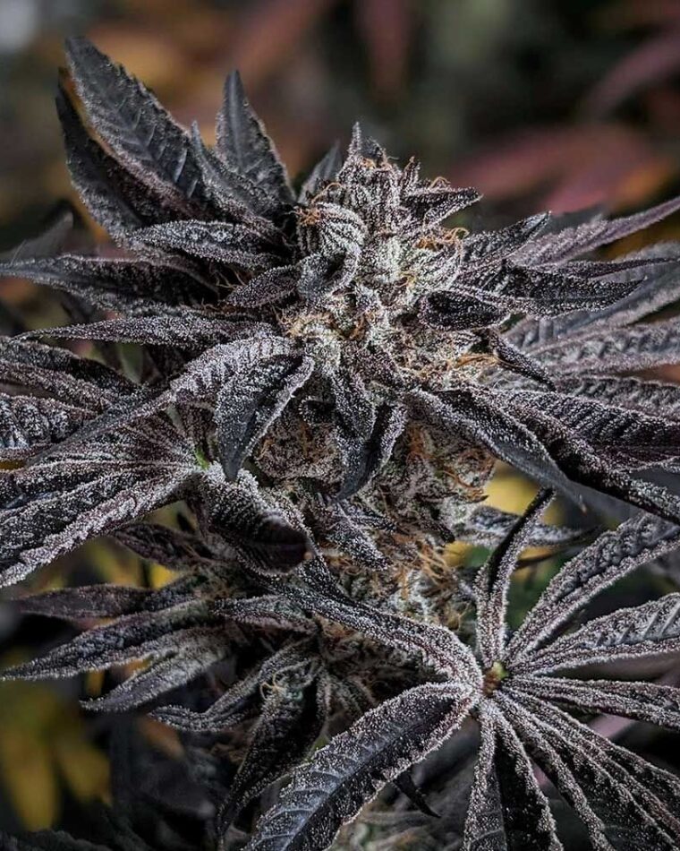Pink Sherb cannabis seeds – 50% Indica/50% Sativa – Guaranteed female plants – Indoor – image 1 from Seed City