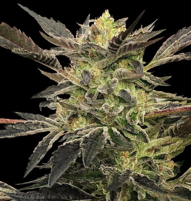 Pink Sunset Auto by Sherbinskis by Silent Seeds – Super Strength – The End of October – Gassy – image 1 – Seed City