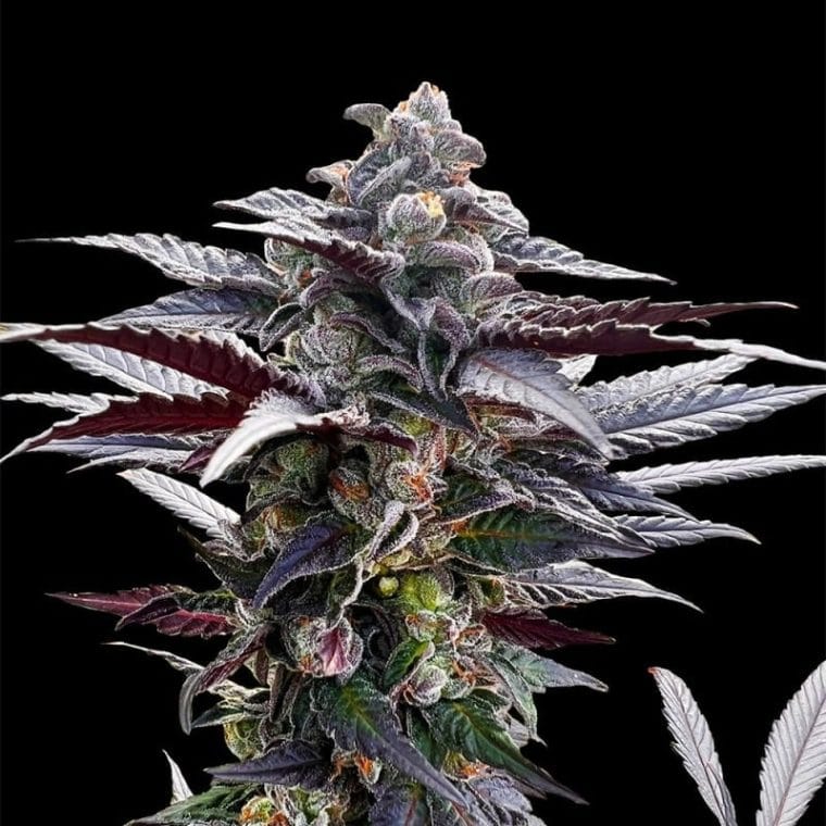 Pink Sunset by Sherbinskis cannabis seeds – Relaxing – 12/12 Photoperiod – Tall (140cm plus) – image 1 from Seed City