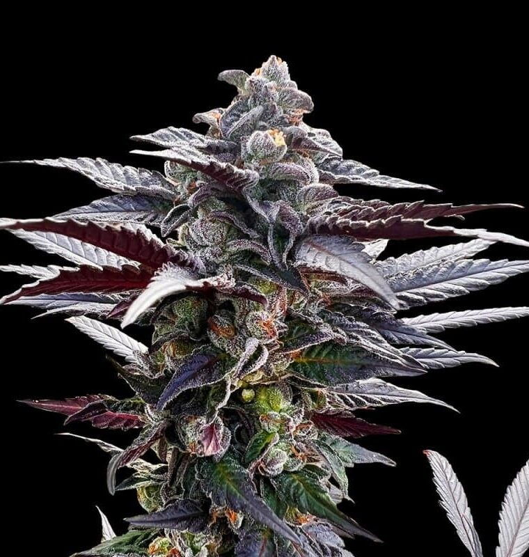 Pink Sunset by Sherbinskis cannabis seeds – Relaxing – 12/12 Photoperiod – Tall (140cm plus) – image 1 from Seed City