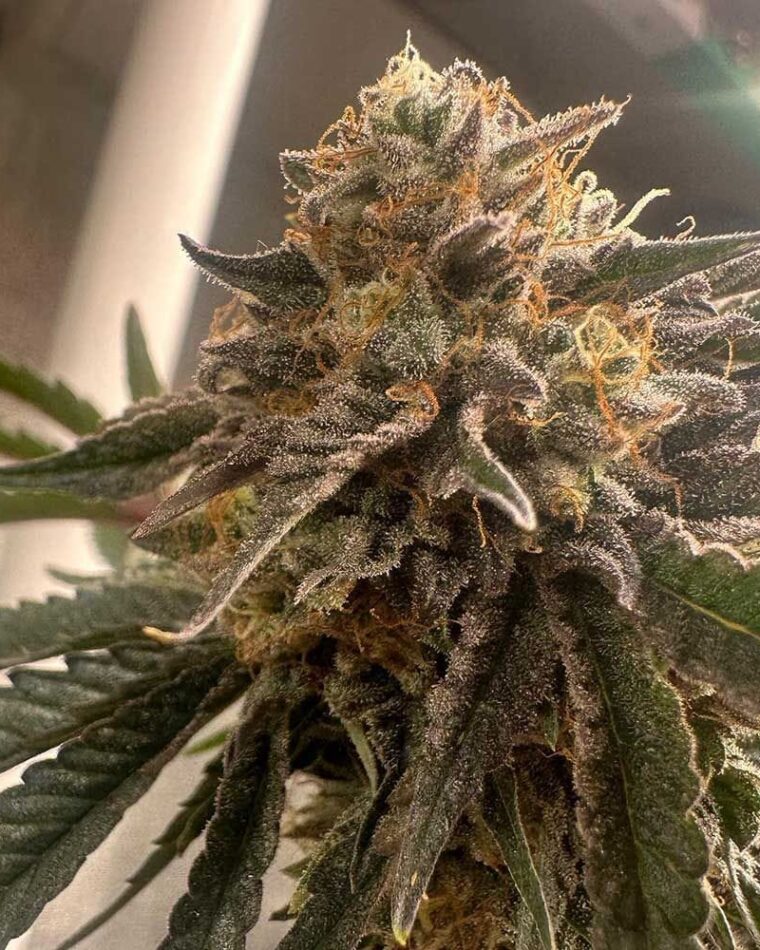 Fruity – 12/12 Photoperiod – Female seeds – Pink Waferz 2.0 strain – image 1 – from Conscious Genetics via Seed City