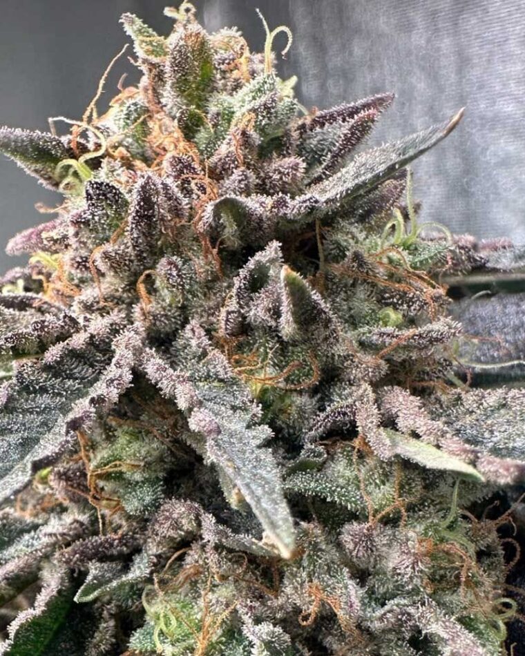 Pink Zheez cannabis seeds – 12/12 Photoperiod – Indoor-friendly – Mostly Indica – image 1 from Seed City