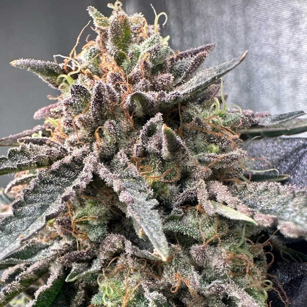 Pink Zheez cannabis seeds – 12/12 Photoperiod – Indoor-friendly – Mostly Indica – image 1 from Seed City
