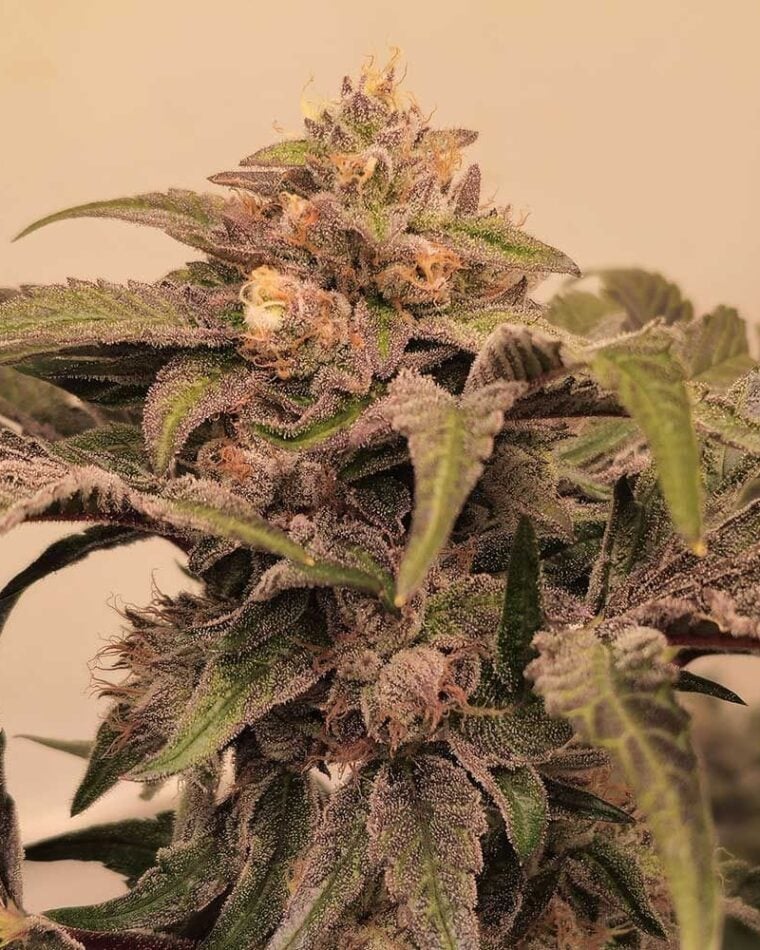 Pinky Zowahh cannabis seeds – 12/12 Photoperiod – Feminized – Suited for indoor growing – image 1 from Seed City