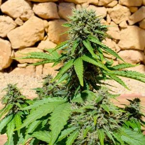 Pixie Punch Auto cannabis seeds – Skunky – Good for outdoor grow – Guaranteed female plants – image 1 from Seed City