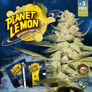 Planet Lemon by TH Seeds – Sour – Female seeds – 12/12 Photoperiod – image 1 – Seed City