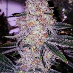 Planet of the Grapes TRIPLOID cannabis seeds – Large yield – Indoor-friendly – Indica Dominant – image 1 from Seed City